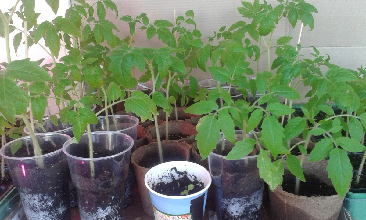 первоисточник https://clck.ru/hqE7N