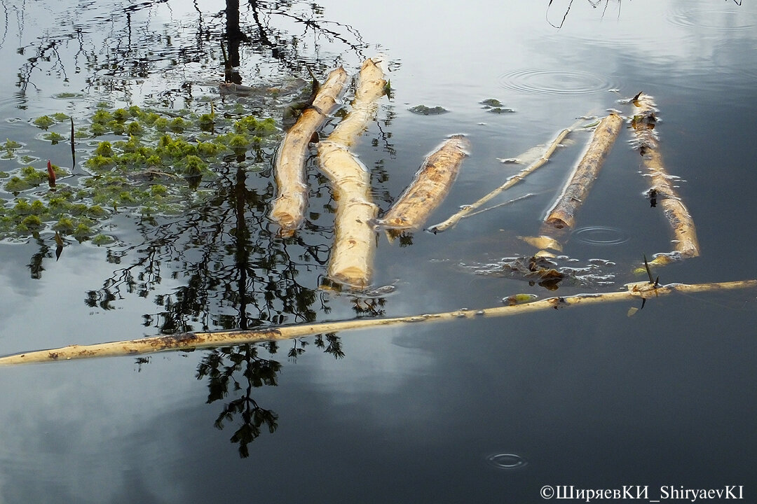 Канал, который бобры используют для доставки веток для еды и строительных работ