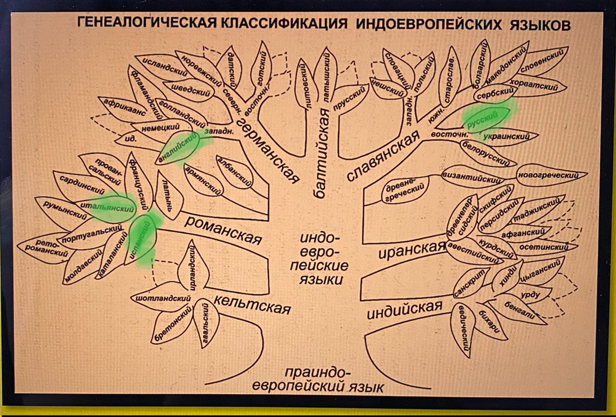 Сегодня вместо авокадо дерево :)