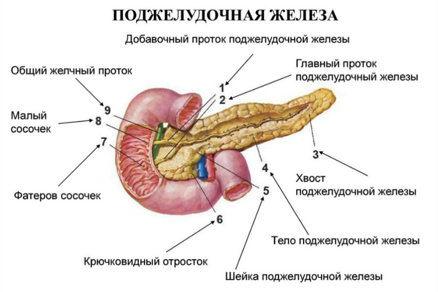 Фото источник medcentr-diana-spb.ru