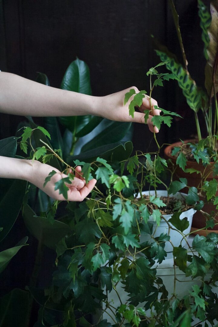 «Я уже много лет занимаюсь флористикой, цветы для меня как символ хрупкости и быстротечности жизни.