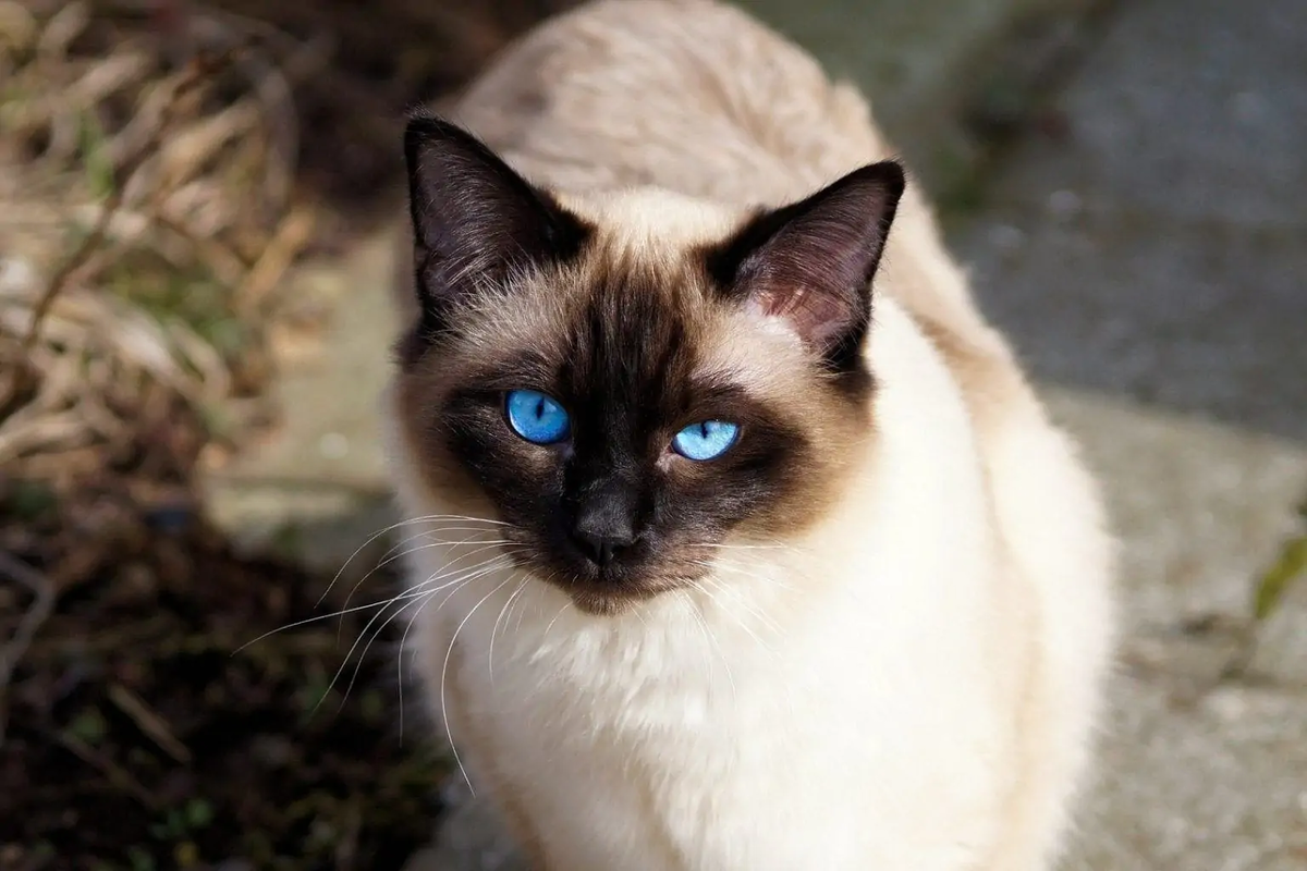 Породистые края. Сиамская кошка. Кот сиамской породы. Сиамская кошка чистокровная. Королевская Сиамская кошка.