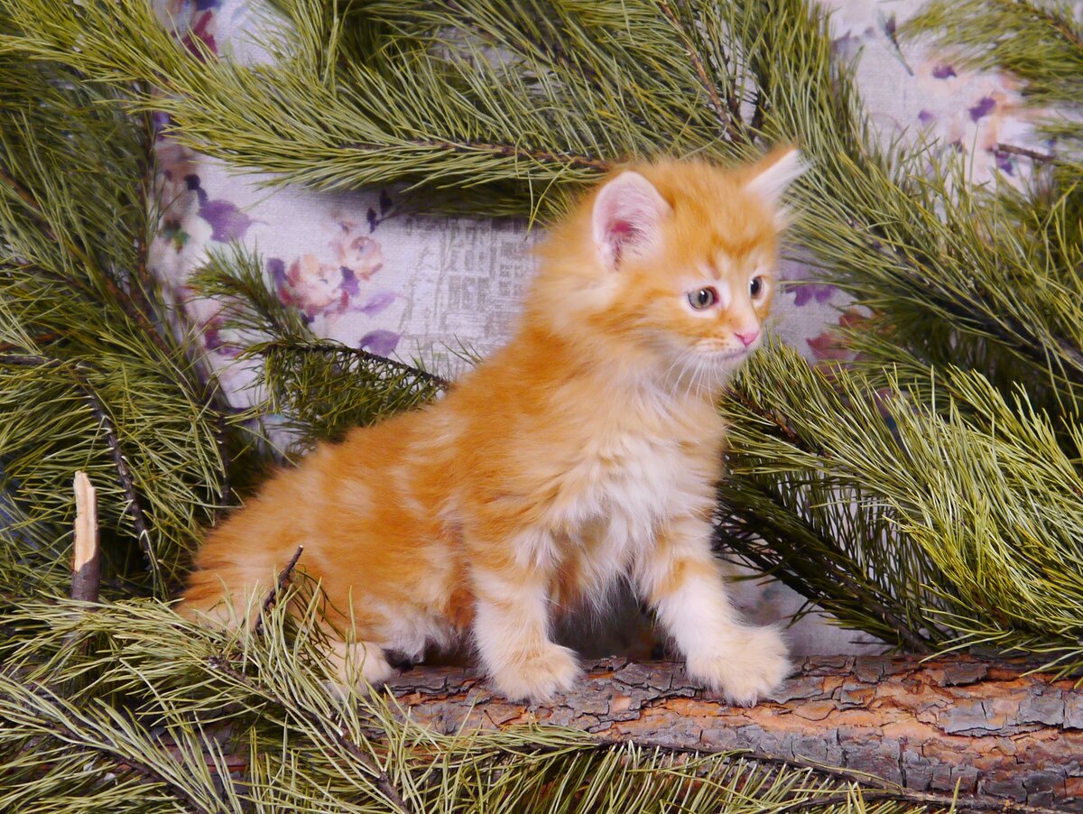 Норвежский лесной котёнок Амур! Amour On Fashion Peak! 