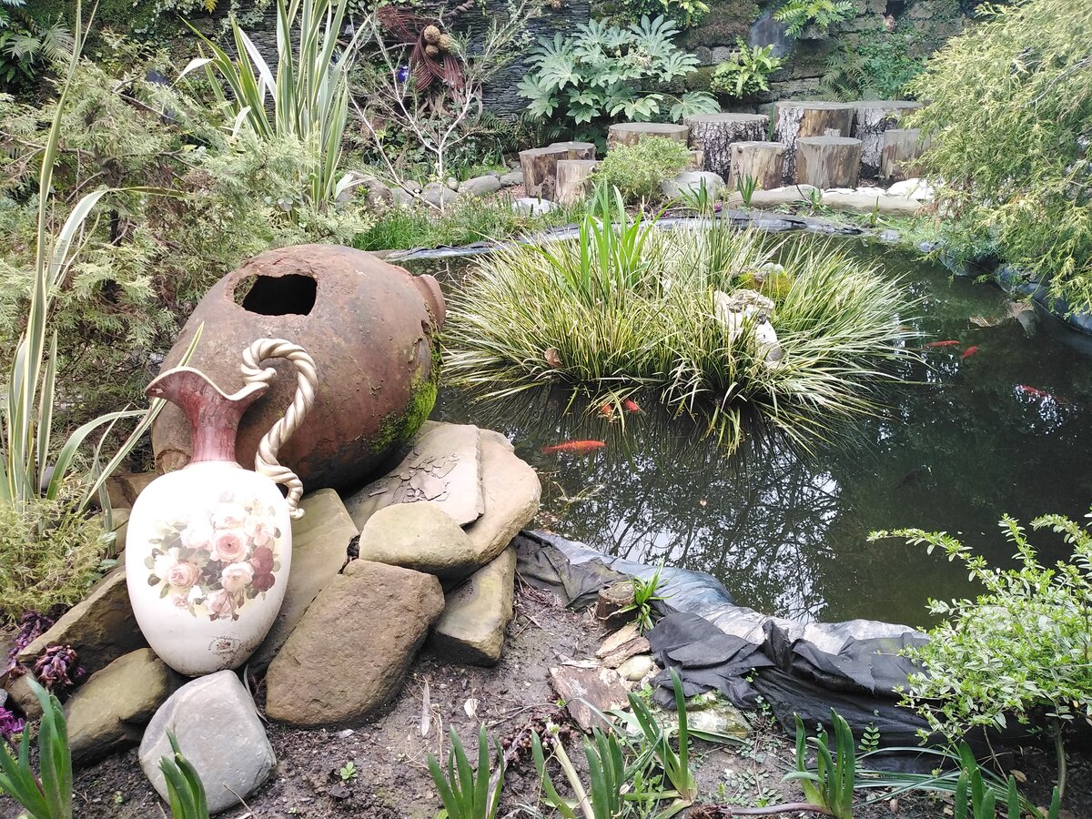 Пруд с карпами кои. Фото авторские