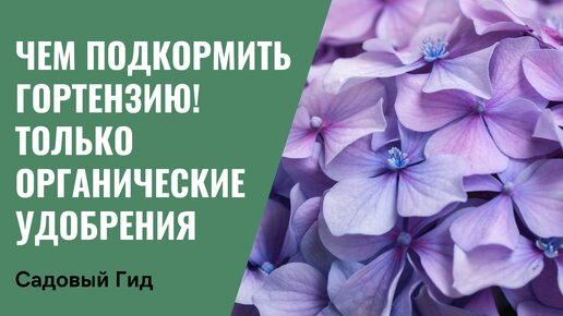 МОИ ЛЮБИМЫЕ ОРГАНИЧЕСКИЕ ПОДКОРМКИ ГОРТЕНЗИЙ!