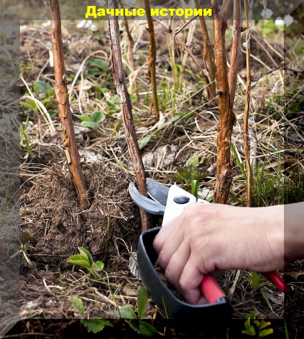 Уход за малиной в июне: как подкормить, обрезать и прищипнуть растения