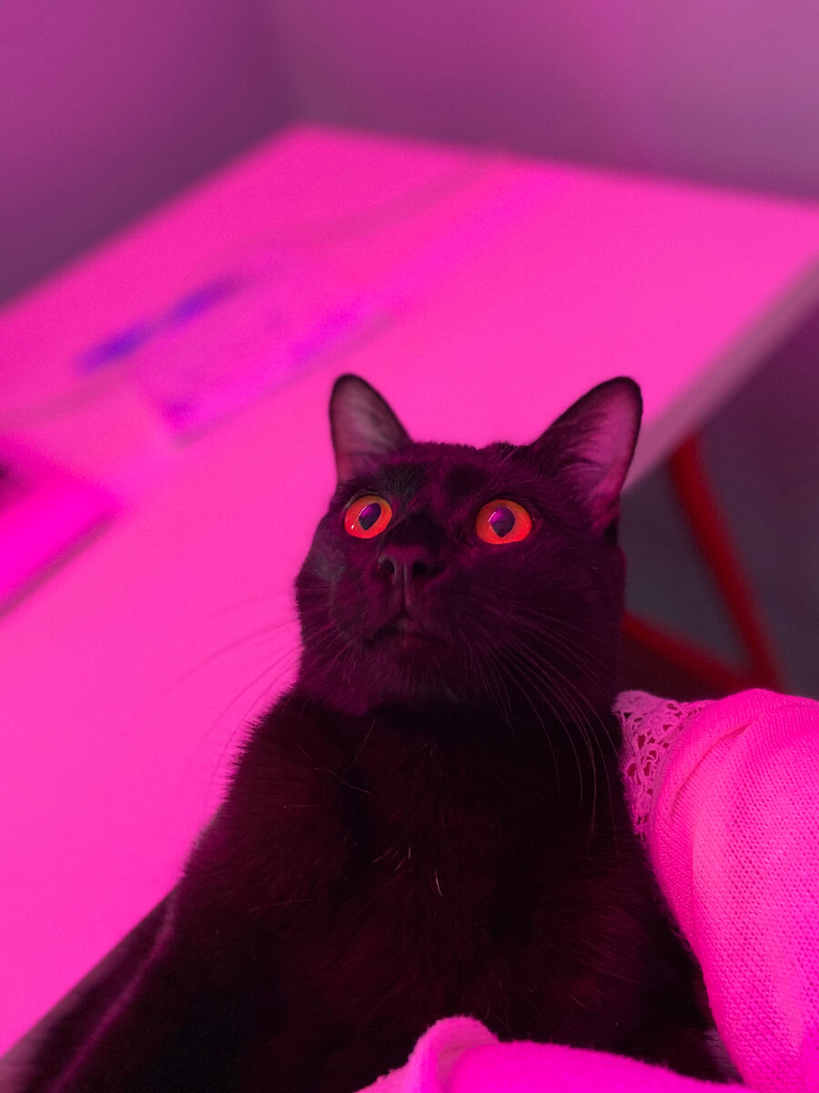 А это мой кот Шерлок. Он не шутит