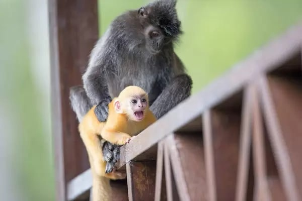 Нет, мама, я не хочу превращаться в такую жуткую мартышку, как ты! 