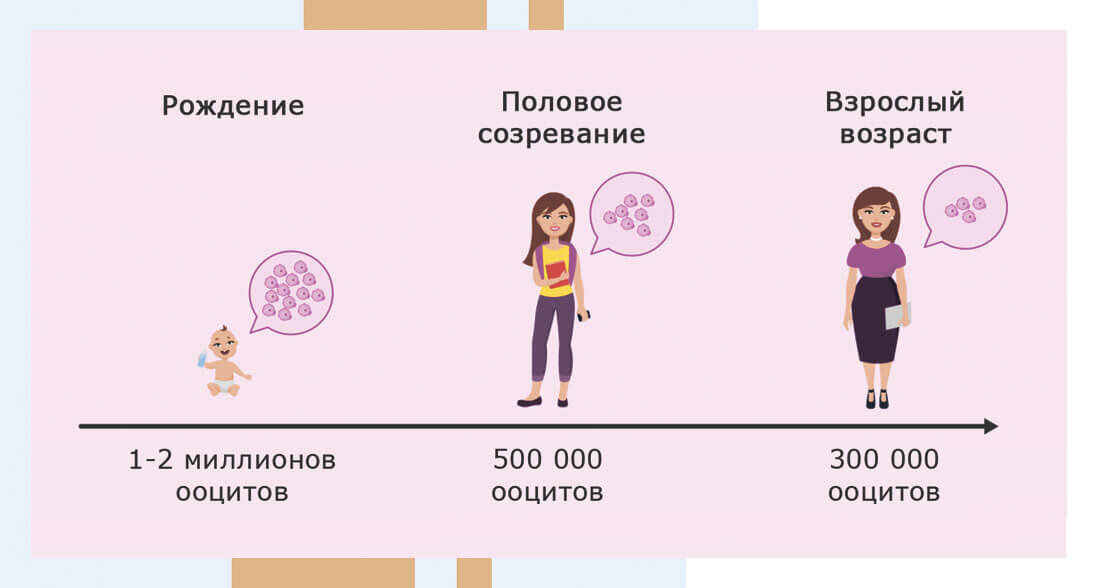 Сколько яйцеклеток есть у женщины