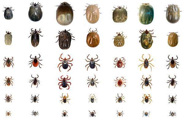 Источник: https://дэта.рф/article/vidy-kleshchey/