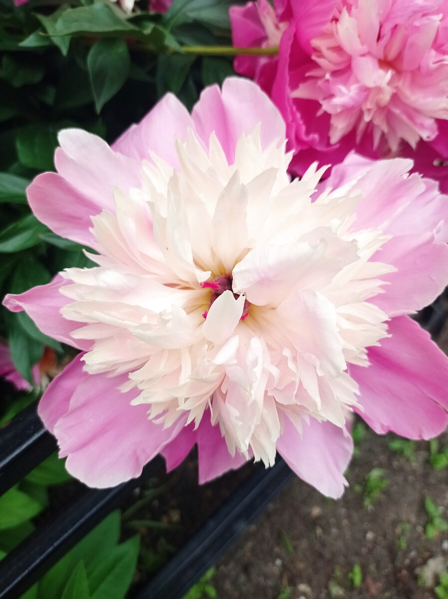 Бабуля выращивает красоту