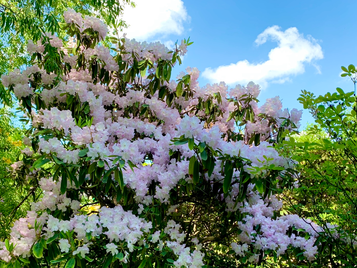  Облако на небе и облако цветов