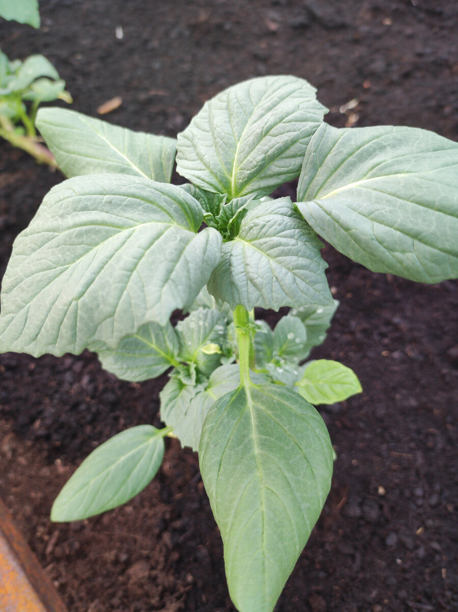 Фото автора, физалис, 11 июня 2022 г.