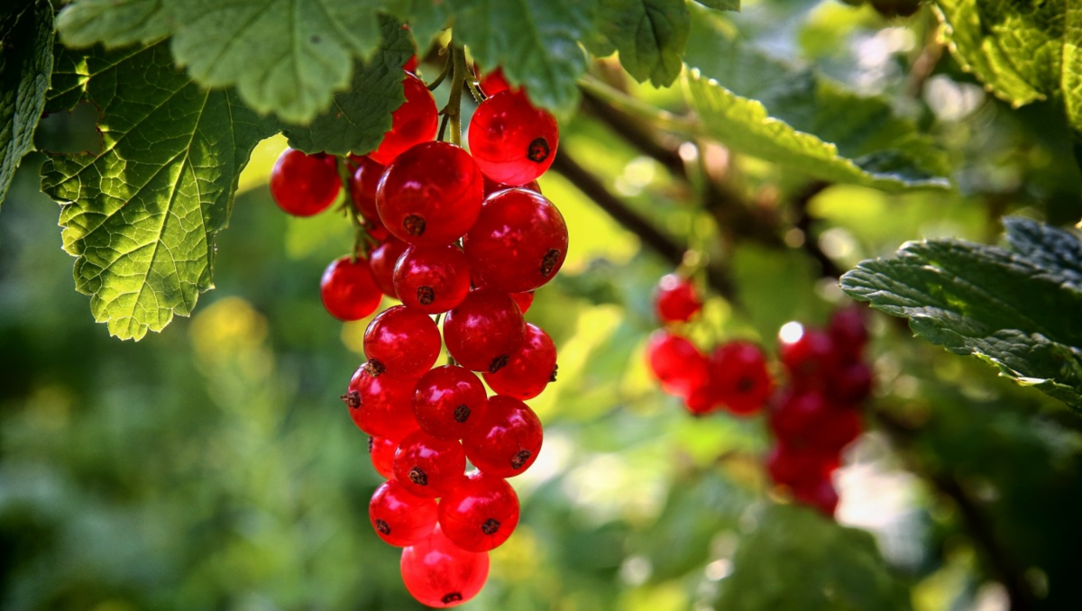 красная смородина потому что муравьи атаковали в этом году ее. и фото красивое