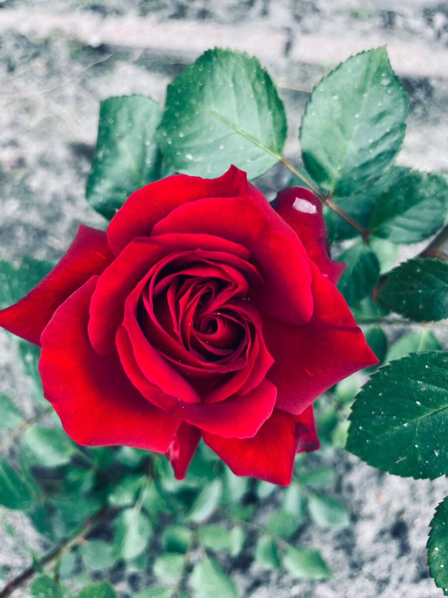 Новая Николо Паганини уже зацвела.