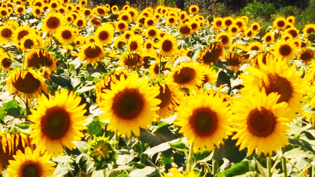 Уменьшенные копии солнца (фото автора)