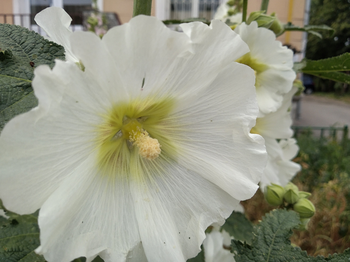 мальва. уже цветёт. люблю её)