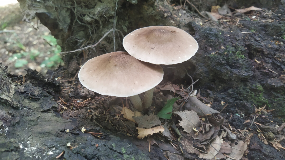 Странные грибочки в лесу