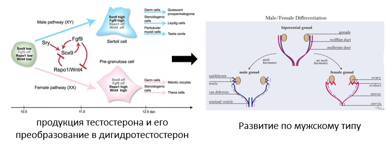 На +- 6 неделе эмбриогенеза происходит акивация генов Y-хромосомы, что определяет развитие гонад по мужскому типу с высокой продукцией андрогенов