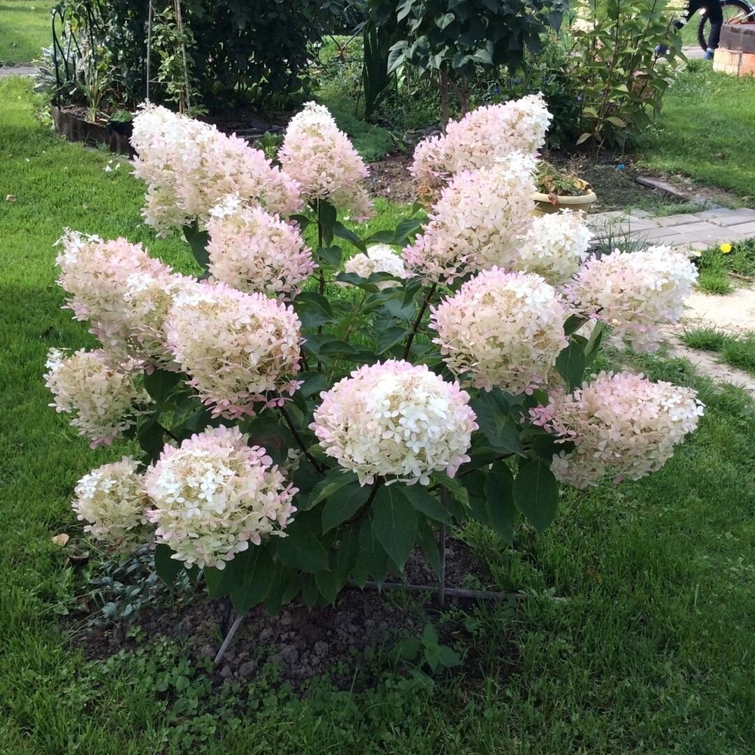 Гортензия метельчатая (Hydrangea paniculata `Phantom`)