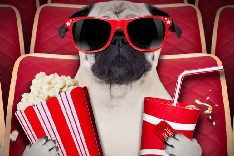     Могут ли собаки понимать кино? Удивительный факт