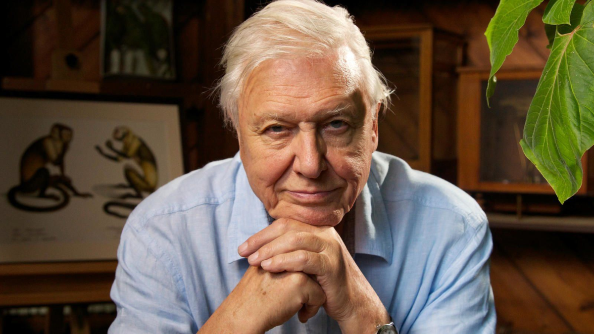 David attenborough. Дэвид Аттенборо. Дэвид Фредерик Аттенборо. Sir David Attenborough. Сэр Дэвид Фредерик Аттенборо.