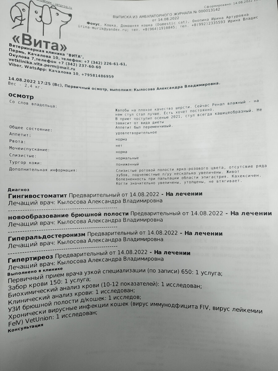 Подопечные приюта из Чернушки Фокус, Сабур и Тимур СРОЧНО нуждаются в  спец.корме. Итоги обследования. | ирина деккер | Дзен