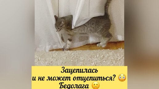 Хулиганка хвостатая 🤨 Сенькина школа во всей красе 😺