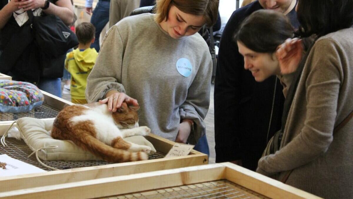   Выставка бездомных животных " Юна-Фест" © Фото : Центр реабилитации животных "ЮНА"