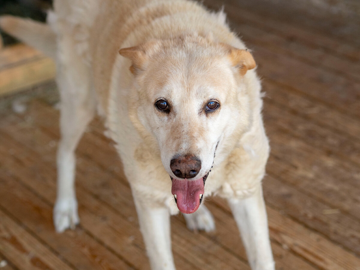 Жека, удивительной красоты пёс. 