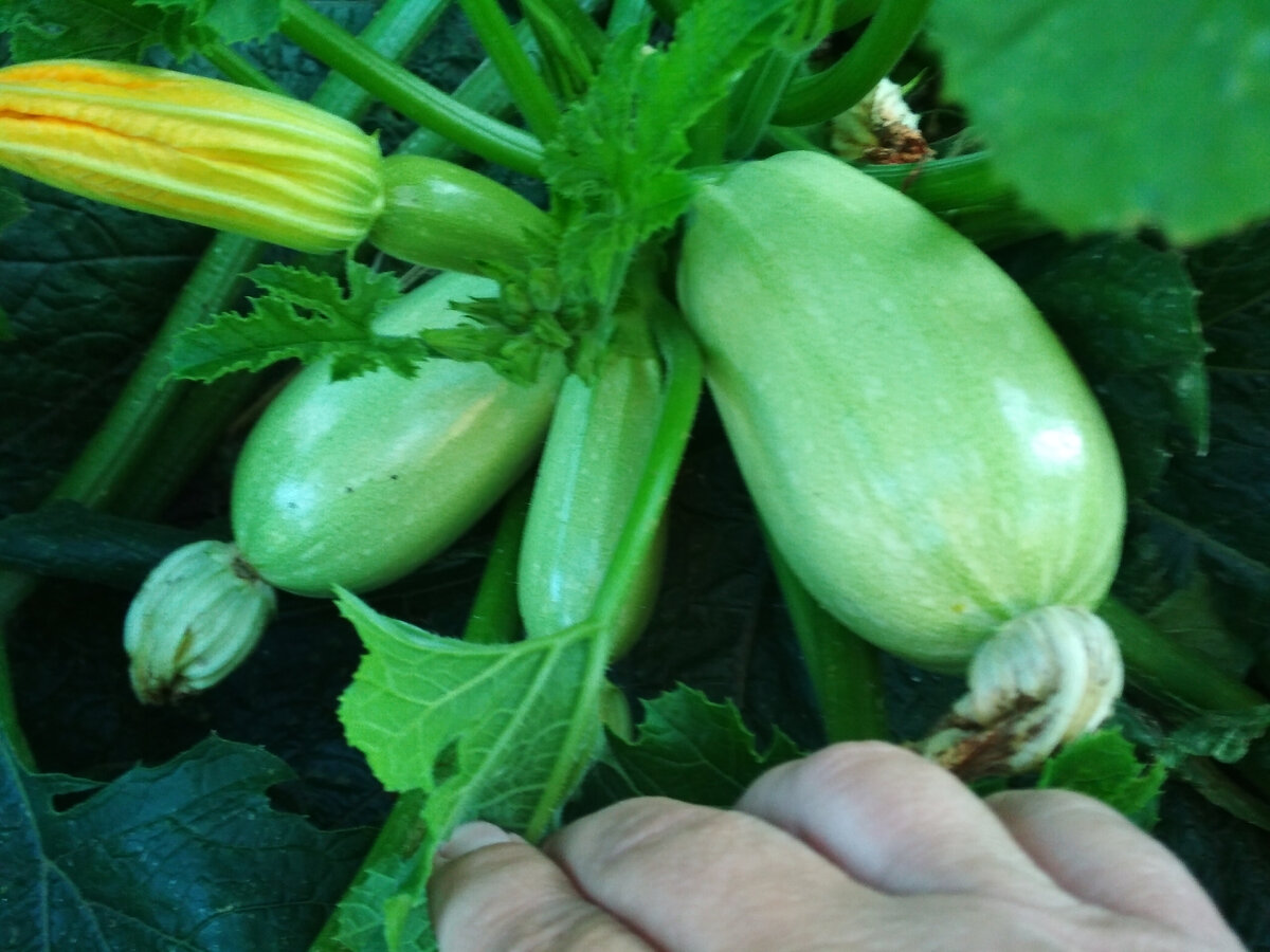 Фото автора. Последние кабачки.