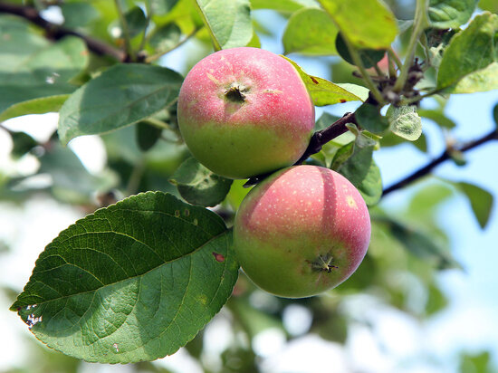   Лилия Шарловская