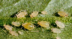 Взято фото из интернета