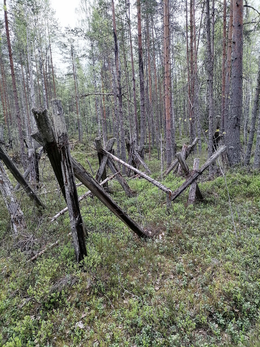 Дерево до сих пор не сгнило
