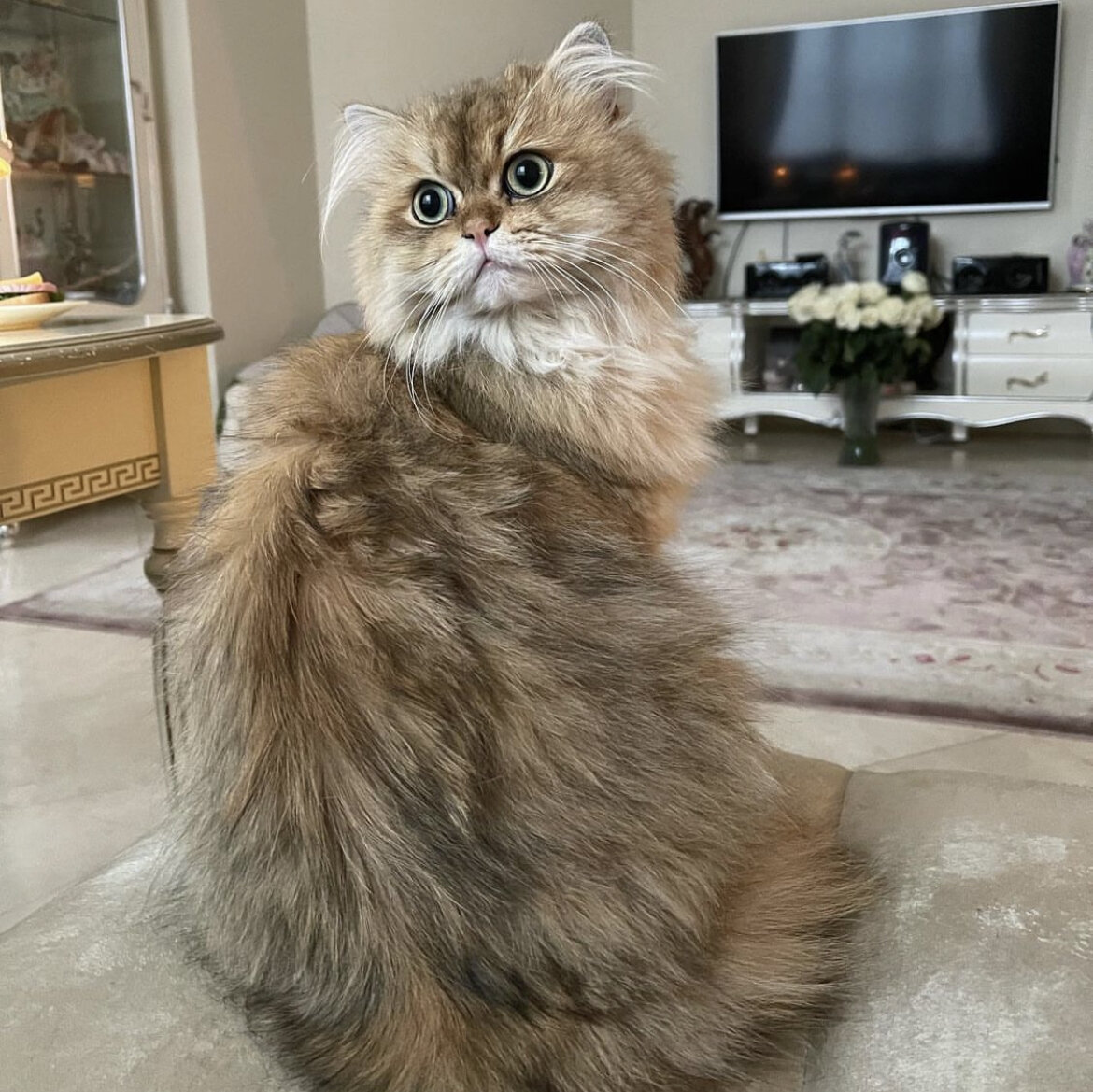 Фото из личного аккаунта @volochkova_art