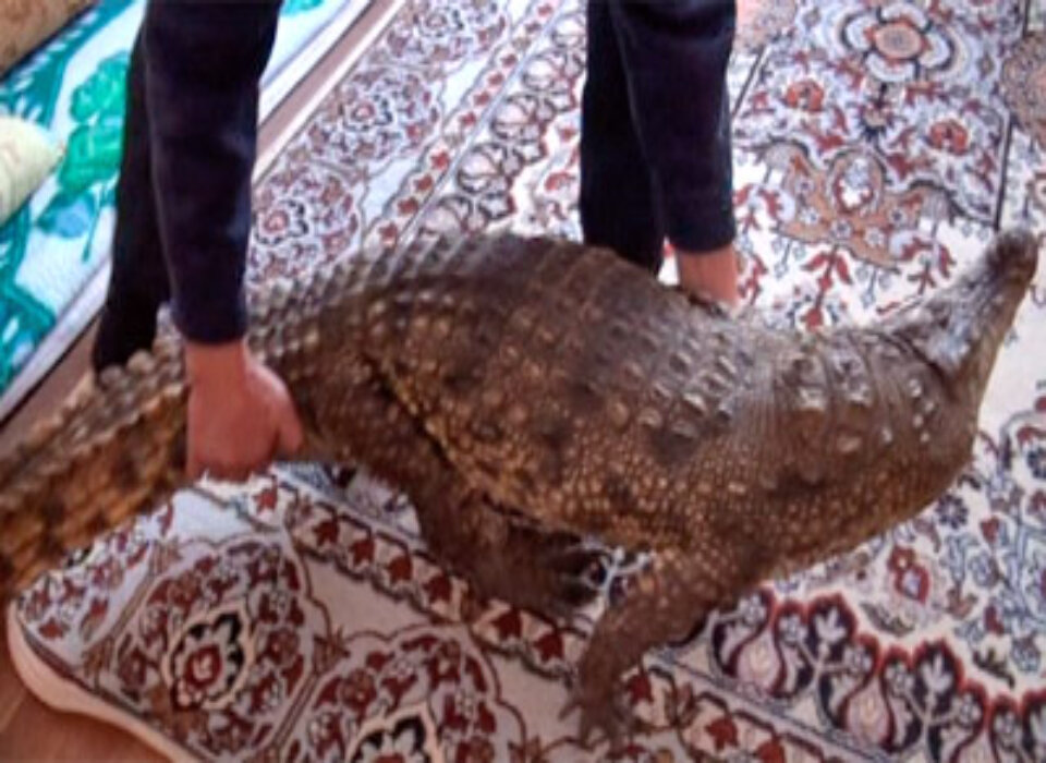 Крокодил гуляет по коврам