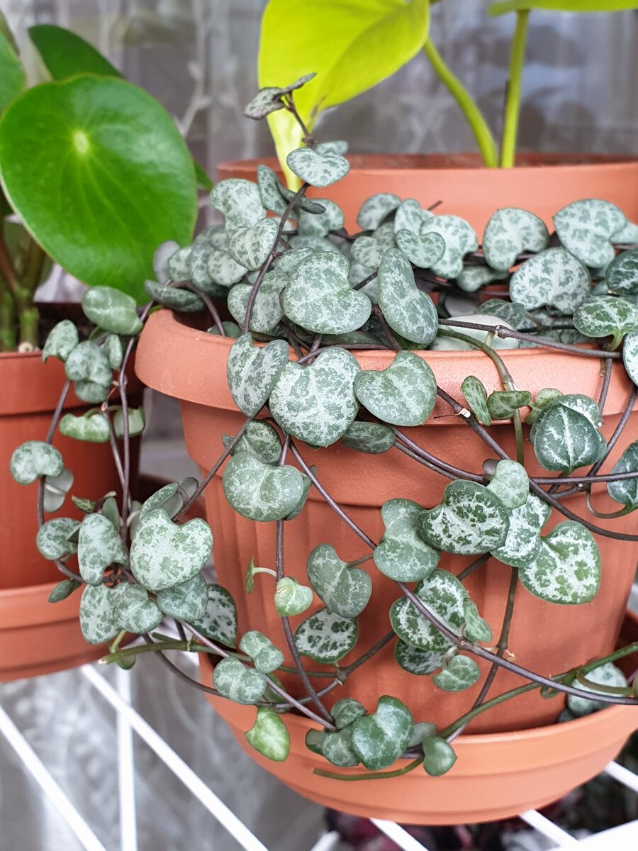 Церопегия Вуда 