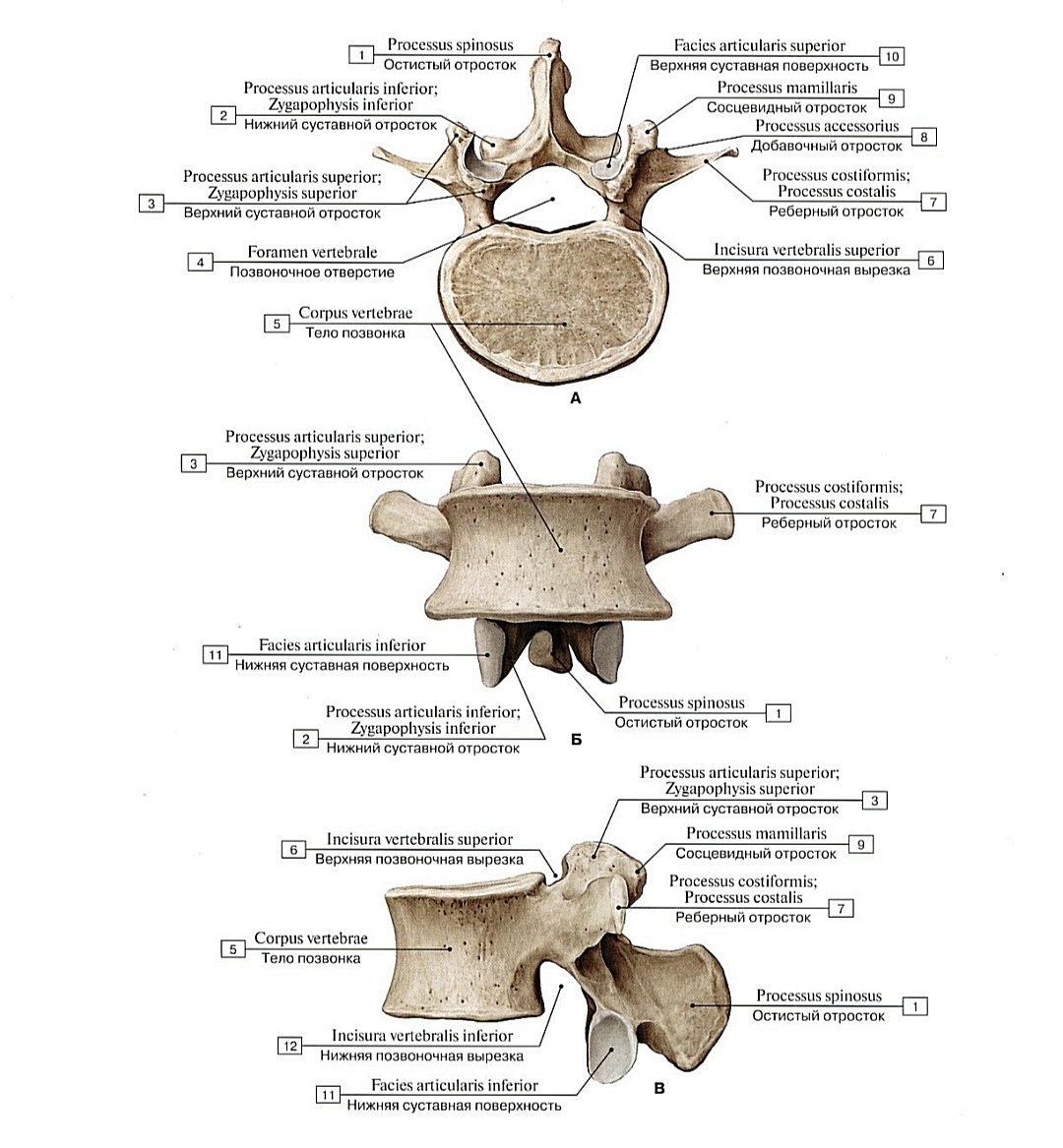 Третий поясничный позвонок. А - вид сверху, Б - вид спереди, В - вид сбоку слева