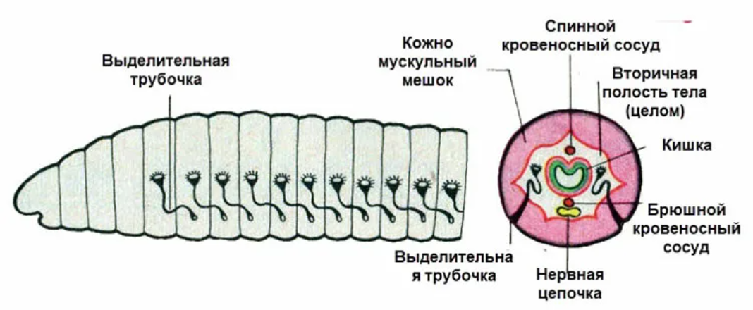 Тип кольчатые черви строение дождевого червя. Выделительная система дождевого червя схема. Строение выделительной системы кольчатых червей. Строение выделительной системы дождевого червя. Выделительные трубочки дождевого червя.