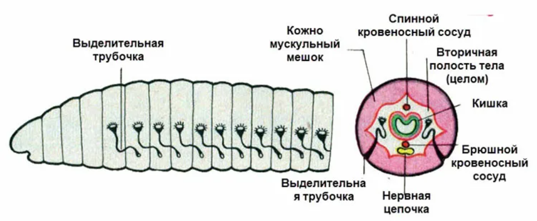 Выделительная система дождевого червя схема. Строение выделительной системы кольчатых червей. Строение выделительной системы дождевого червя. Выделительные трубочки дождевого червя.