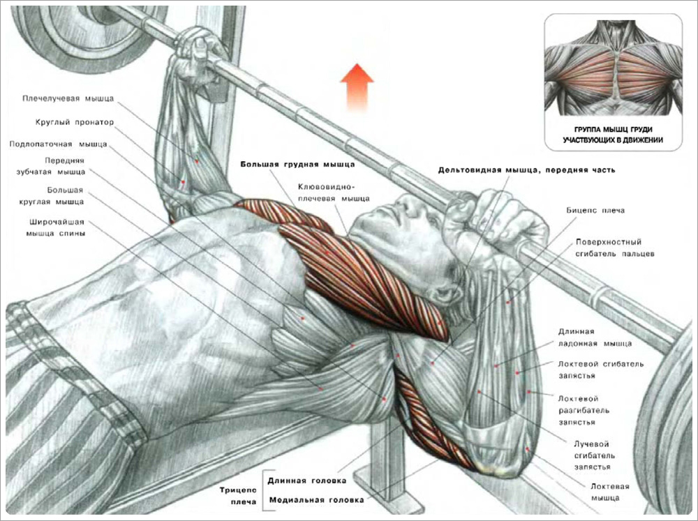 На данной иллюстрации красным цветом выделены мышцы агонисты, участвующие в жиме штанги лёжа. Фото взято из открытых источников.