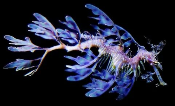 Это Лиственный морской дракон(он же Тряпичник, сейчас поймёте почему)