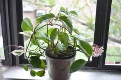 Хойя карноза фото