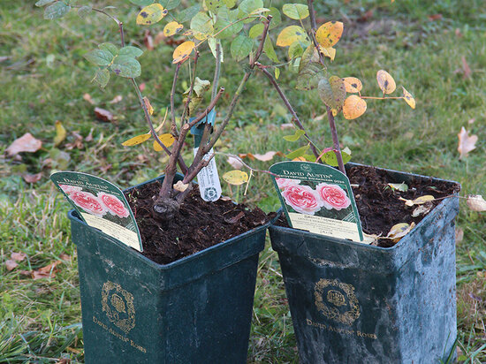     фото: музей-усадьба "Ясная поляна"