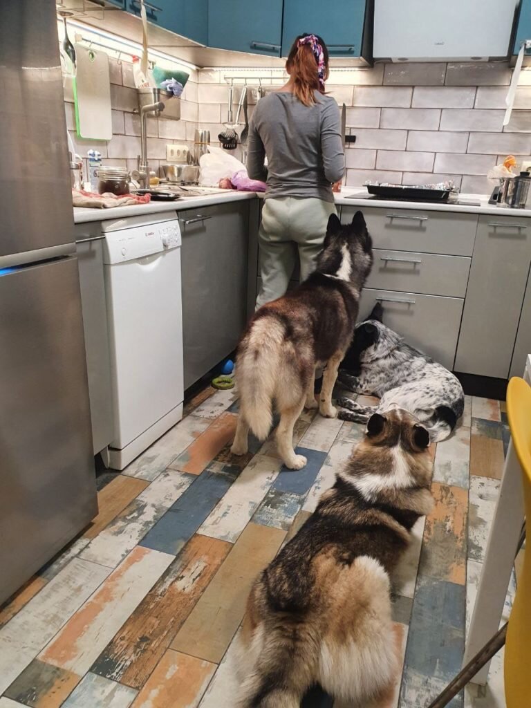 Подготовка слонов к раздаче.