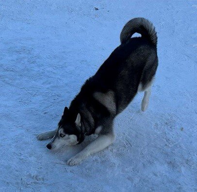 Волчара такой)