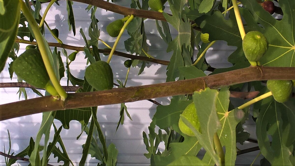 Инжир незрелый