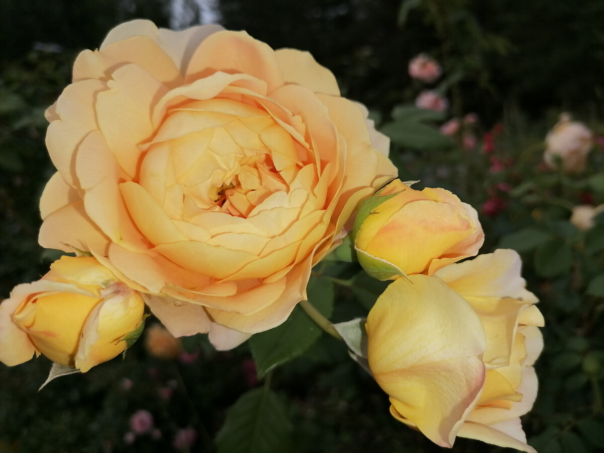 Golden Celebration/Голден Селебрейшн, шраб селекции Дэвида Остина, куплен в Мире Увлечений, оригинальный саженец