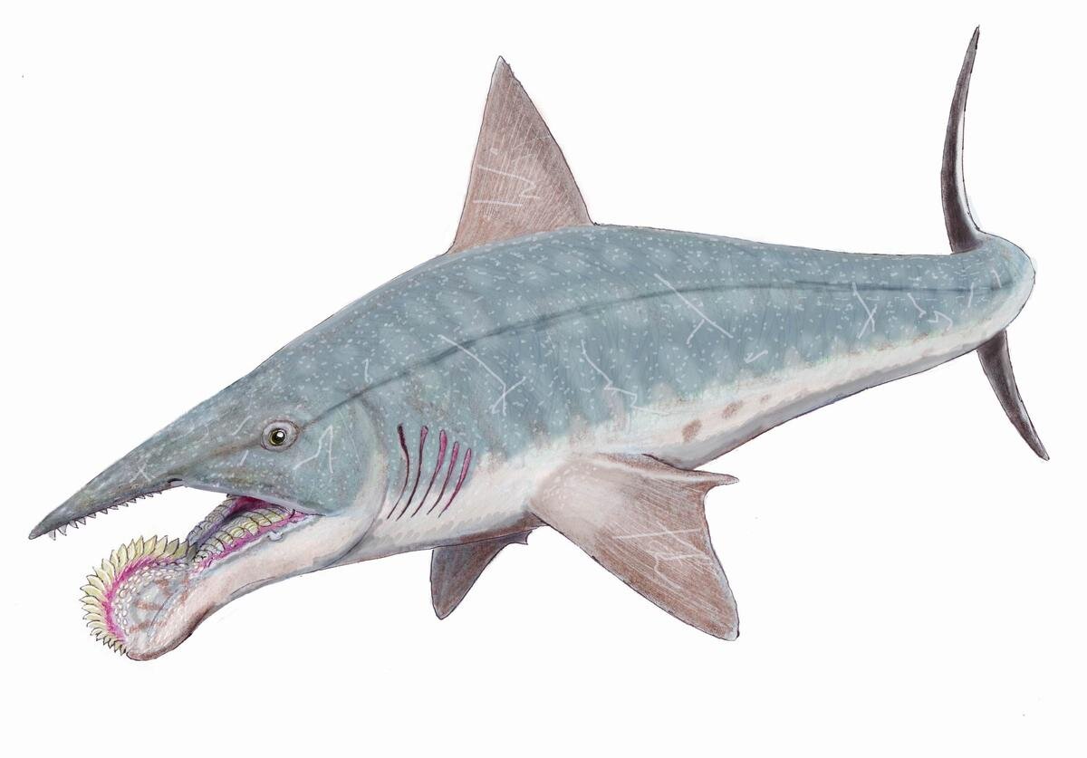 2 Helicoprion bessonovi — «акула»-эдестид. Рання пермь (артинский ярус) Урала. Крайне гипотетическая реконструкция