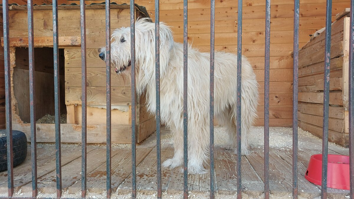 "Там кто-то идёт.  Может это за мной?" Собака всматривается в даль, чтобы не пропустить Человека.